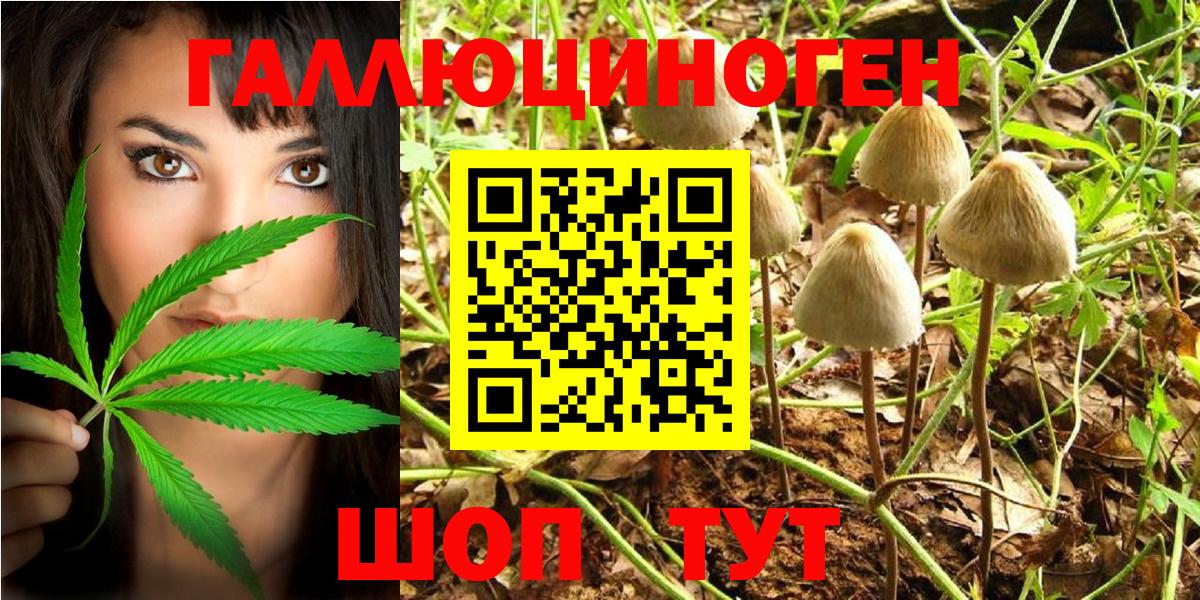 Искитим  Галлюциногенные грибы Psilocybe  Псилоцибиновые грибы Psilocybe  Вход с VPN 